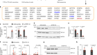 TDP-43 represses cryptic exon inclusion in the FTD–ALS gene UNC13A