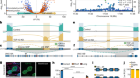 TDP-43 loss and ALS-risk SNPs drive mis-splicing and depletion of UNC13A