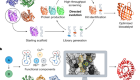 The road to fully programmable protein catalysis