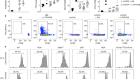 Establishment of fetomaternal tolerance through glycan-mediated B cell suppression