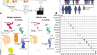A single-cell atlas of human and mouse white adipose tissue