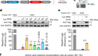 AAV-delivered suppressor tRNA overcomes a nonsense mutation in mice