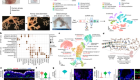 Human distal lung maps and lineage hierarchies reveal a bipotent progenitor