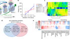 Compartmentalized metabolism supports midgestation mammalian development