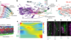 A complete temporal transcription factor series in the fly visual system
