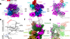 Structure of active human telomerase with telomere shelterin protein TPP1