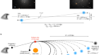 A trail of dark-matter-free galaxies from a bullet-dwarf collision