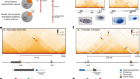 Transcriptional coupling of distant regulatory genes in living embryos