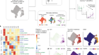 Single-cell eQTL models reveal dynamic T cell state dependence of disease loci