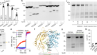 Group A Streptococcus induces GSDMA-dependent pyroptosis in keratinocytes