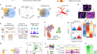 Divergent transcriptional regulation of astrocyte reactivity across disorders