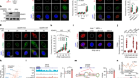 ADAR1 masks the cancer immunotherapeutic promise of ZBP1-driven necroptosis