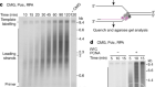 Fast and efficient DNA replication with purified human proteins