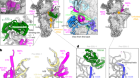 Mechanism of mitoribosomal small subunit biogenesis and preinitiation