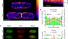 Peptidoglycan maturation controls outer membrane protein assembly