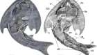 Galeaspid anatomy and the origin of vertebrate paired appendages