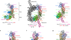 Structural insights into dsRNA processing by Drosophila Dicer-2–Loqs-PD