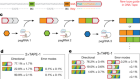 A time-resolved, multi-symbol molecular recorder via sequential genome editing