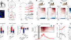 Dopamine subsystems that track internal states