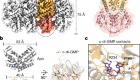 Cryo-EM structure of an active bacterial TIR–STING filament complex