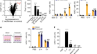 Secreted fungal virulence effector triggers allergic inflammation via TLR4
