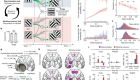 Cortical feedback loops bind distributed representations of working memory