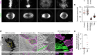 A mitotic chromatin phase transition prevents perforation by microtubules