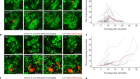 Cell–matrix interface regulates dormancy in human colon cancer stem cells