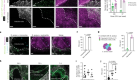 A monocyte–leptin–angiogenesis pathway critical for repair post-infection