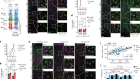 Pyramidal neuron subtype diversity governs microglia states in the neocortex