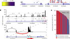 Truncated FGFR2 is a clinically actionable oncogene in multiple cancers