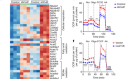 Post-translational control of beige fat biogenesis by PRDM16 stabilization