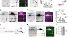 Endocytosis in the axon initial segment maintains neuronal polarity