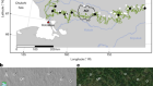 Sufficient conditions for rapid range expansion of a boreal conifer