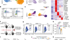 MYB orchestrates T cell exhaustion and response to checkpoint inhibition