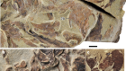 The oldest complete jawed vertebrates from the early Silurian of China
