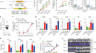 Non-viral, specifically targeted CAR-T cells achieve high safety and efficacy in B-NHL