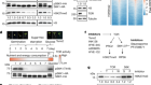 Glucose-driven TOR–FIE–PRC2 signalling controls plant development