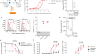 PD-1-cis IL-2R agonism yields better effectors from stem-like CD8+ T cells