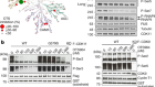 CDK11 regulates pre-mRNA splicing by phosphorylation of SF3B1