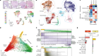Unified rhombic lip origins of group 3 and group 4 medulloblastoma