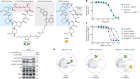Brain-restricted mTOR inhibition with binary pharmacology