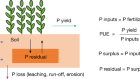 全球农田磷利用趋势与可持续发展挑战