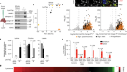 CLN3 is required for the clearance of glycerophosphodiesters from lysosomes