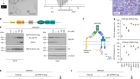 Antibody targeting of E3 ubiquitin ligases for receptor degradation