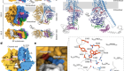 Structural basis for directional chitin biosynthesis