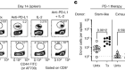 PD-1 combination therapy with IL-2 modifies CD8+ T cell exhaustion program