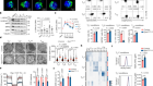 An LKB1–mitochondria axis controls TH17 effector function