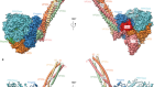 Structure of the Ebola virus polymerase complex