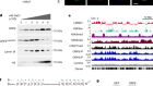 SARS-CoV-2 disrupts host epigenetic regulation via histone mimicry